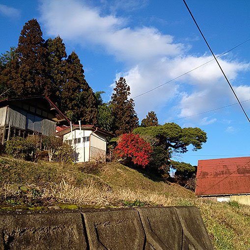 20151230_fujisawa_sanpo_02.jpg