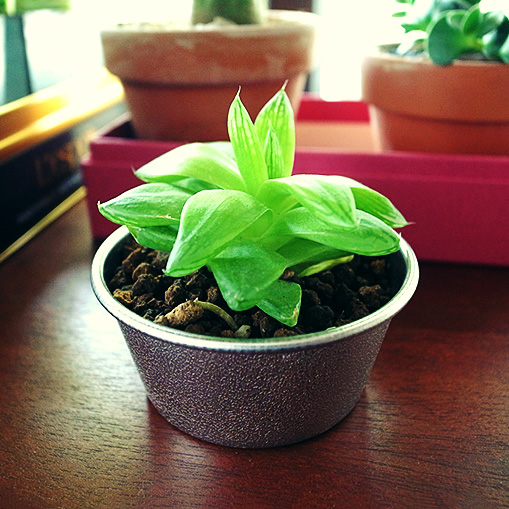 20160505_Haworthia.jpg