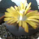 succulent01.jpg
