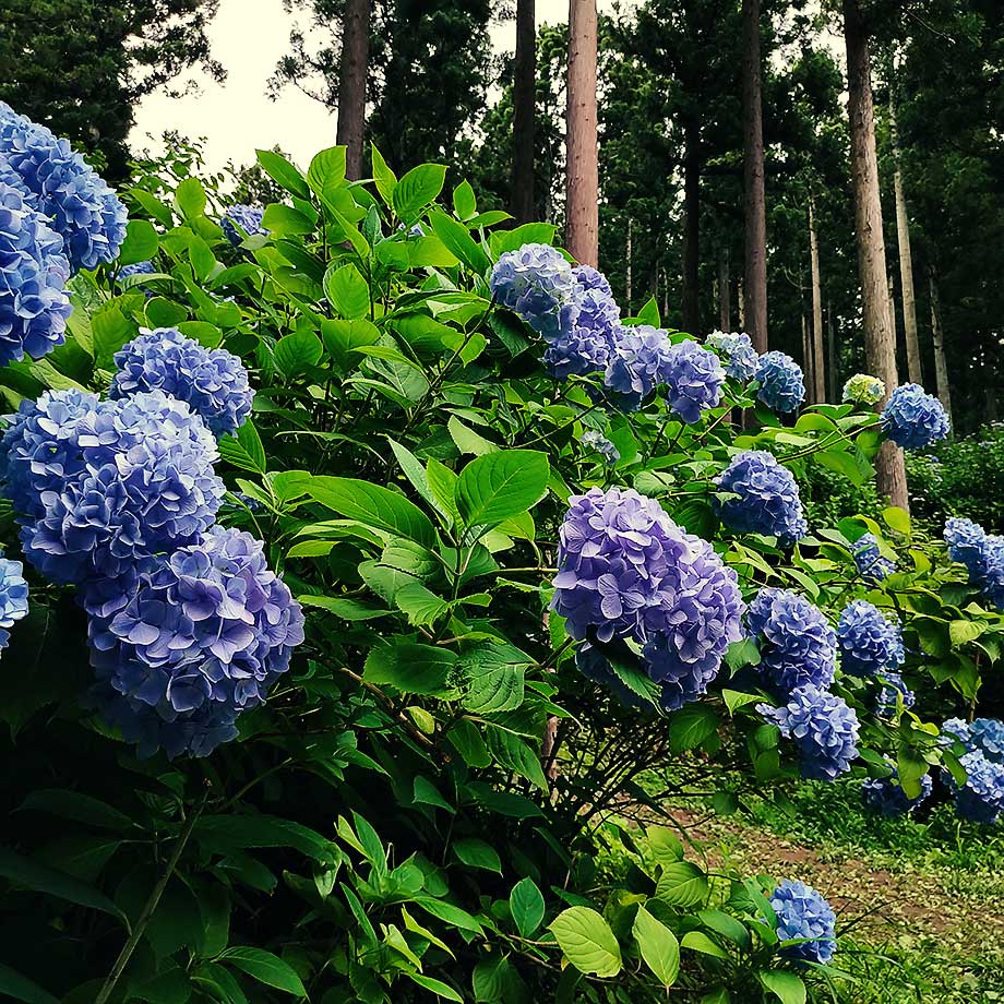 20190714_ichinoseki02.jpg