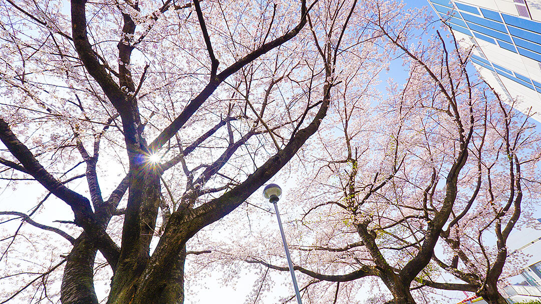 20230404_ohanami.jpg