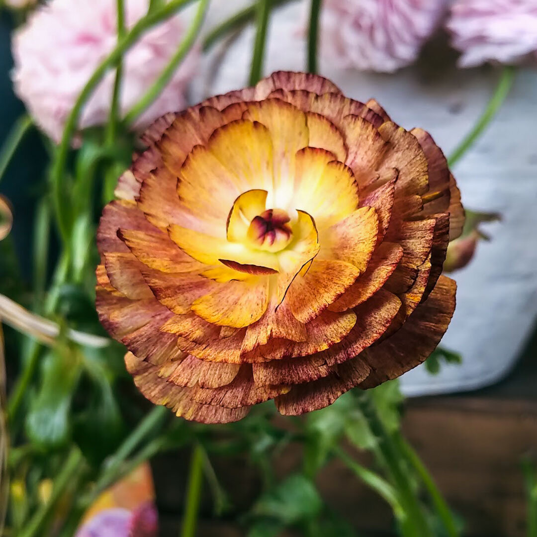 20240310_Ranunculus.jpg